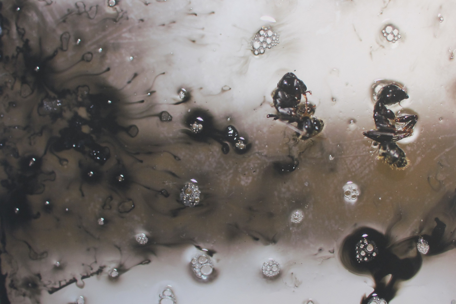 Poussière de fourmis, 60 x 90 cm, 2015