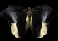 Seraph 009, 60 x 90 cm, 2013