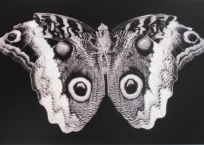 Seraph 007, 46 x 61 cm, 2013
